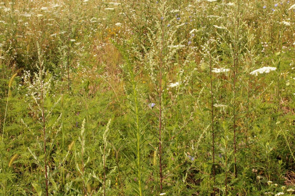 Artemisia vulgaris / Assenzio selvatico